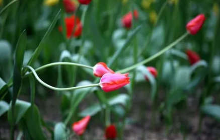 郁金香来年复花的几率真的很小吗
