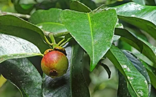 山竹树在北方能结果吗