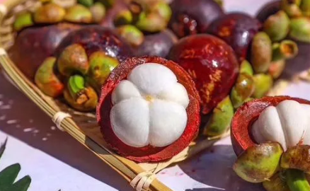 山竹一年结几次果