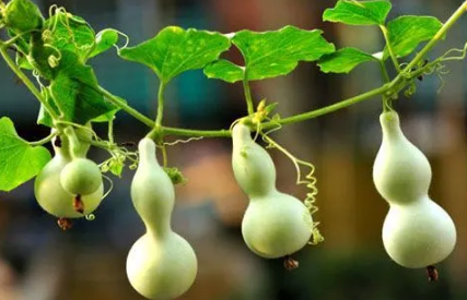 入户门葫芦挂在门内还是门外