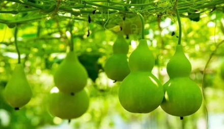 床头朝西一般挂几个葫芦