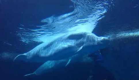 武汉海昌极地公园免费门票能玩哪些项目