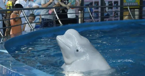 武汉海昌极地公园免费门票能玩哪些项目