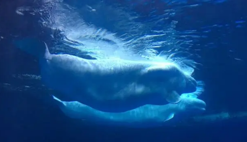 武汉海昌极地海洋公园上午去还是下午去