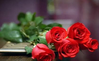 玫瑰花好养活吗