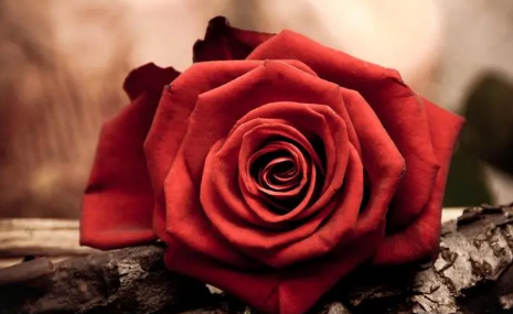 玫瑰花好养活吗