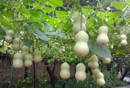 家里挂开口葫芦还是闭口葫芦好