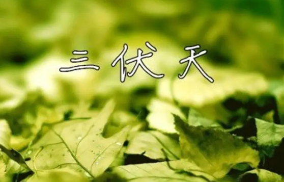 2022进伏是哪一个节气开始