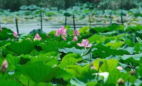 武汉夏天气温一般多少度