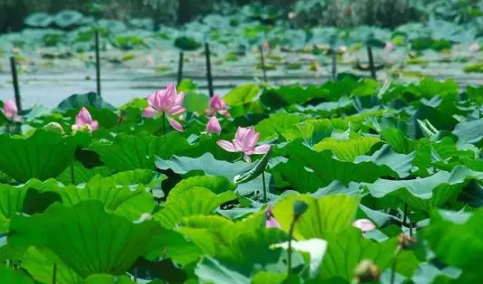 今年武汉气温为什么这么热