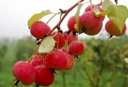 海棠果的功效与作用是什么