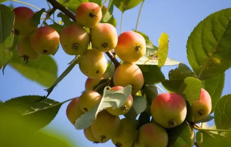 海棠果的功效与作用是什么