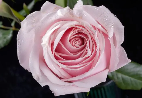 粉玫瑰适合送什么人