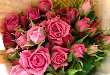 粉玫瑰适合送什么人