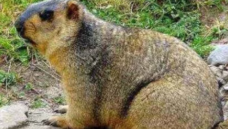 鼠疫和霍乱哪个更严重