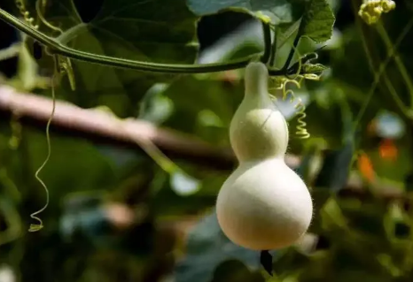 葫芦挂在正对入户门墙上好吗