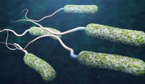 霍乱病死率是多少