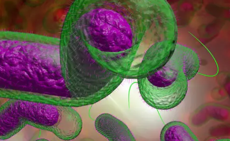 霍乱病是由什么引起的