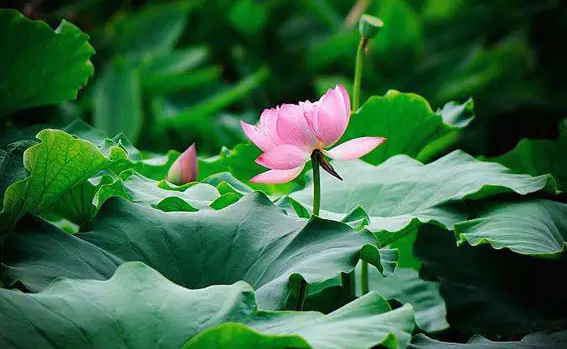 2022年三伏天伏前解毒什么时候开始