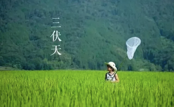 2022年三伏天最高温度是多少