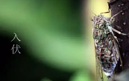 2022年三伏天几点入伏