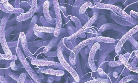 霍乱病毒存活时间