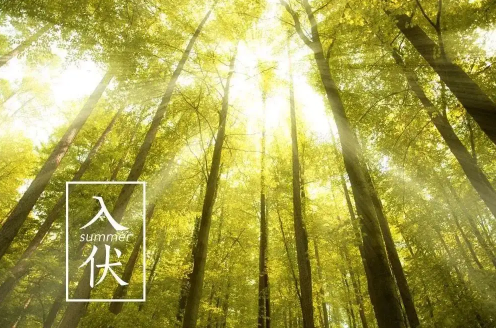 2022年入伏在什么节气
