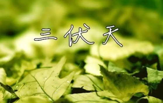 2022年三伏天吃什么最好