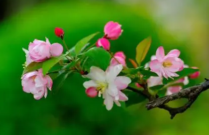 海棠花能不能放在室内养呢