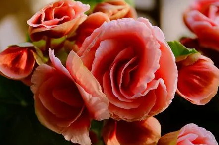 海棠花能不能放在室内养呢