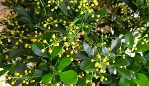 米兰为什么有的香有的不香