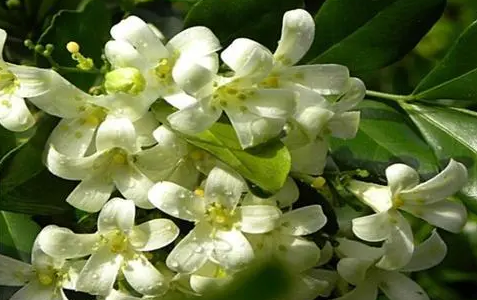 米兰为什么有的香有的不香