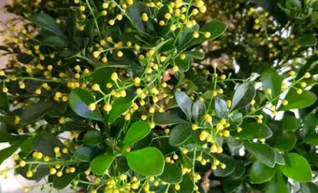 米兰花的养殖方法和注意事项有哪些