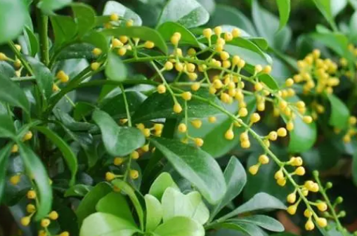 米兰花的养殖方法和注意事项有哪些