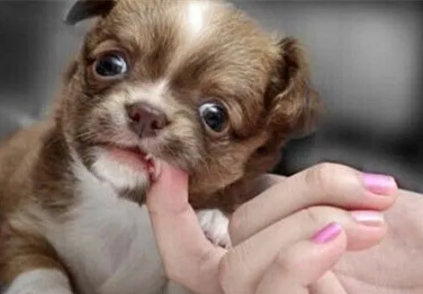 家养狗咬伤有必要打针么