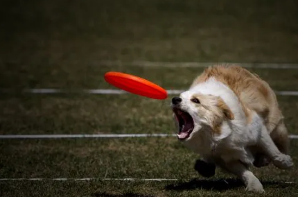 飞盘是不是用遛狗的