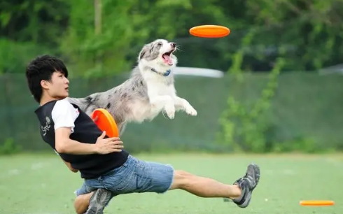 飞盘能不能自己丢出去自己接