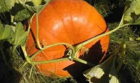 北瓜长什么样子的图片