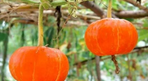 北瓜长什么样子的图片