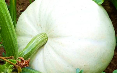 北瓜长什么样子的图片