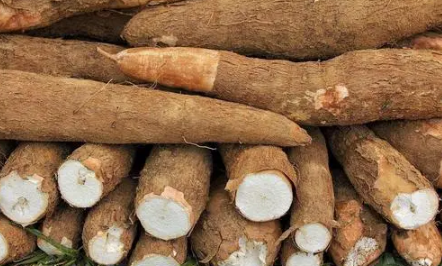 木薯怎么煮才没有毒