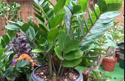 金钱树叶子发黄怎么办