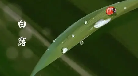 2022白露后多久开始冷