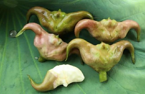 菱角煮多久才能杀死寄生虫