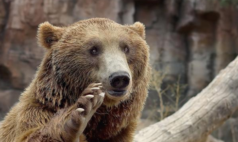 为什么被熊吃最痛苦