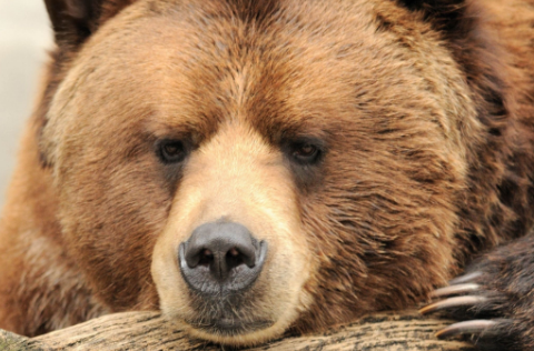 为什么被熊吃最痛苦