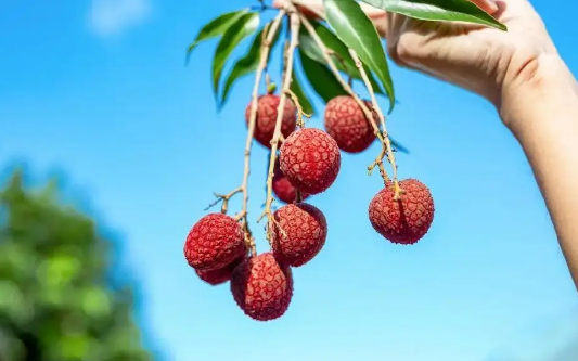 荔枝冷冻一个月还能吃吗