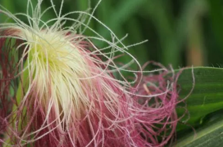 玉米须能重复泡吗