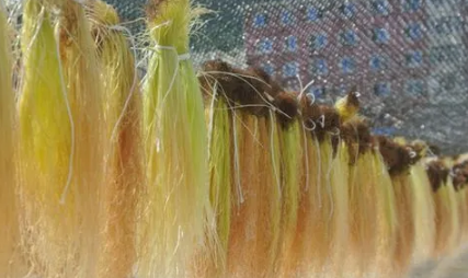 玉米须能重复泡吗