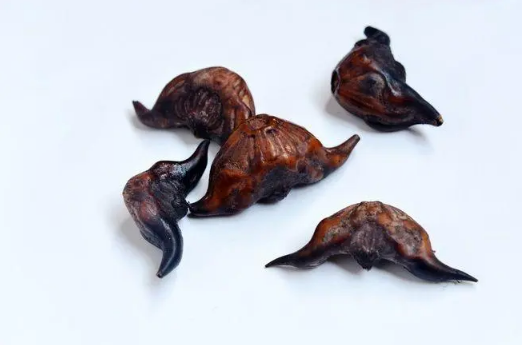 吃了菱角胃不舒服怎么回事